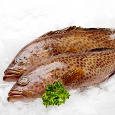 Frozen Grouper Fish (1kg+-)