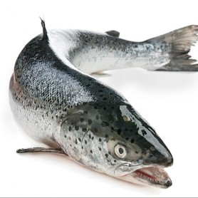 Frozen Salmon Fish Head on (4.5kg+-)